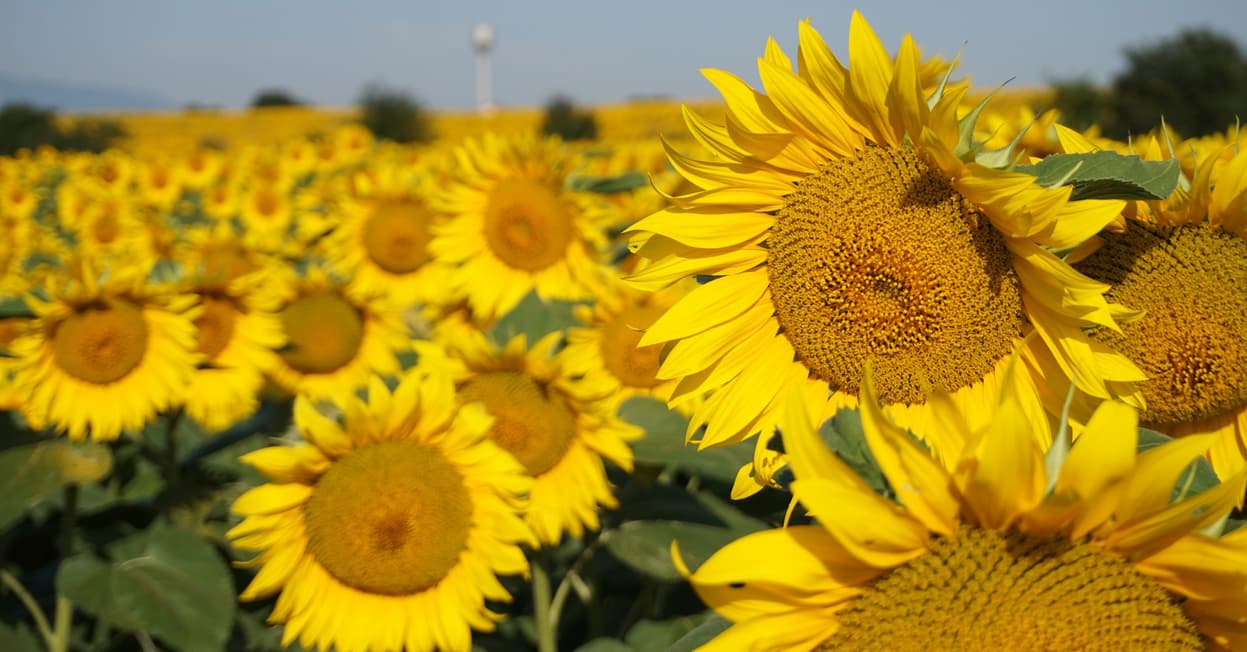 Organic Sunflower Products